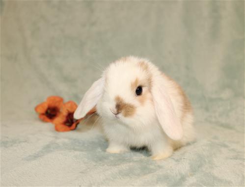 Minlock Rabbit minilopwonderland.com