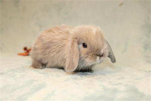 Blue Tortie Rabbit minilopwonderland.com