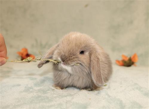 minilopwonderland.com