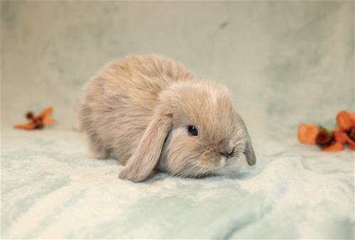 Minlock Rabbit minilopwonderland.com