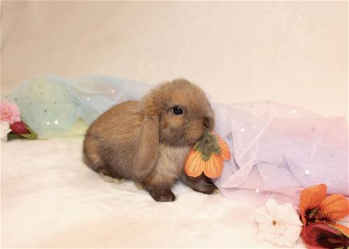minilopwonderland.com