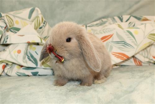 Tolar Rabbits minilopwonderland.com