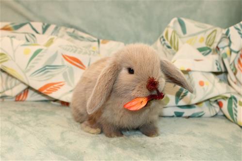 minilopwonderland.com