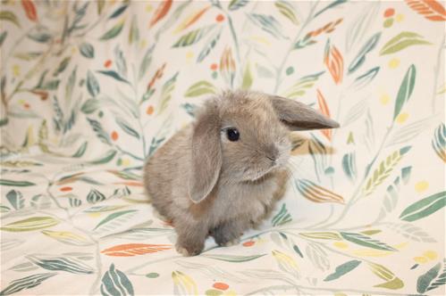 Blue Tortie Rabbit minilopwonderland.com